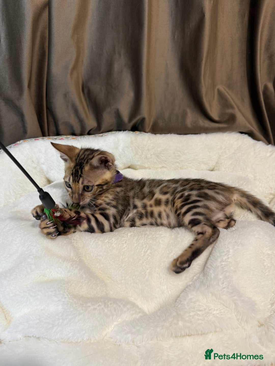 Bengal cats for sale: Adorable Bengal kittens - Image 6