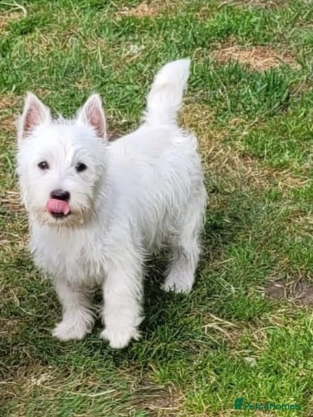 West Highland Terrier dogs Beautiful KC Girl, Champion Pedigree - Advert 14