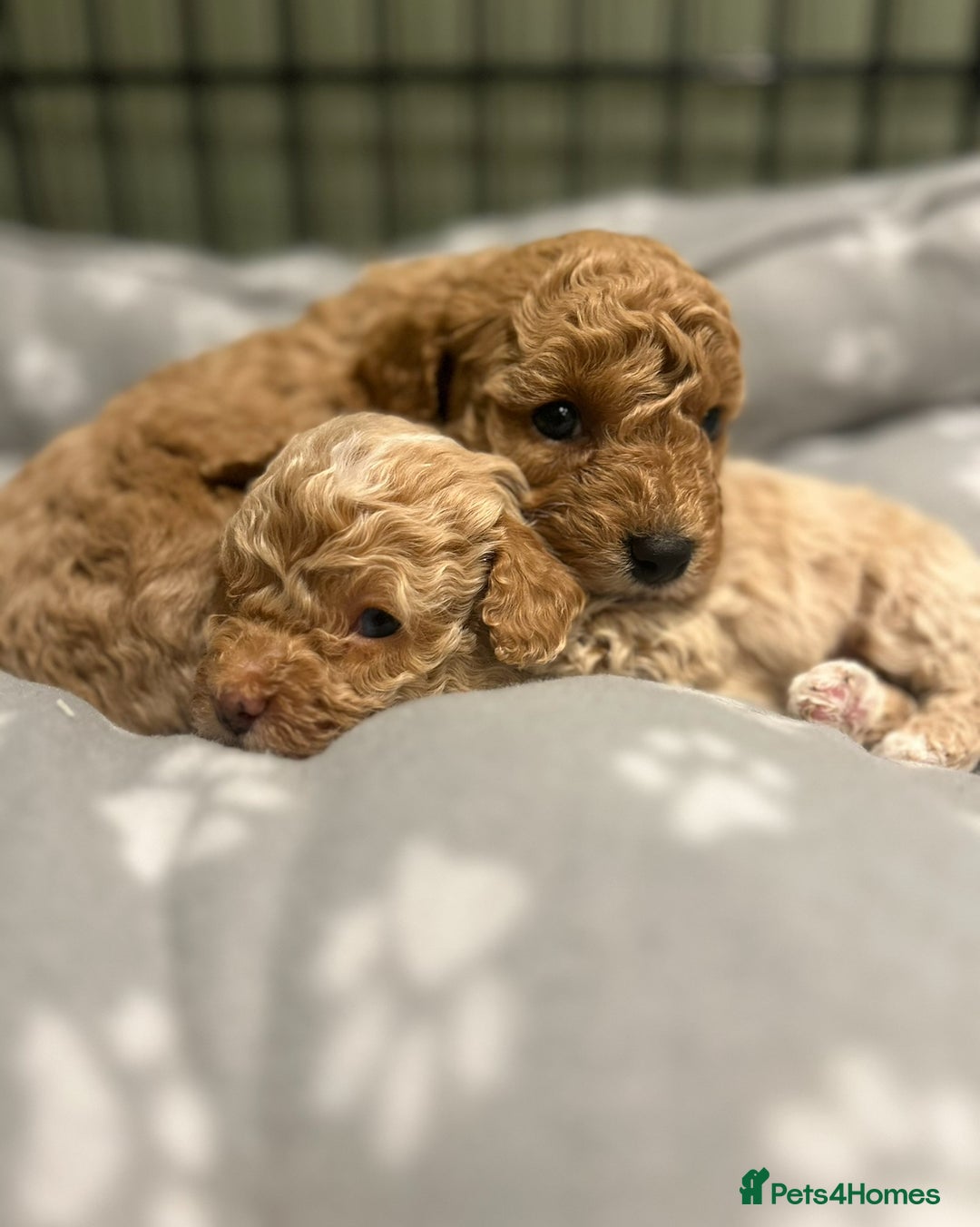 Cavapoo dogs for sale: Gorgeous Golden Cavapoo  - Advert 3