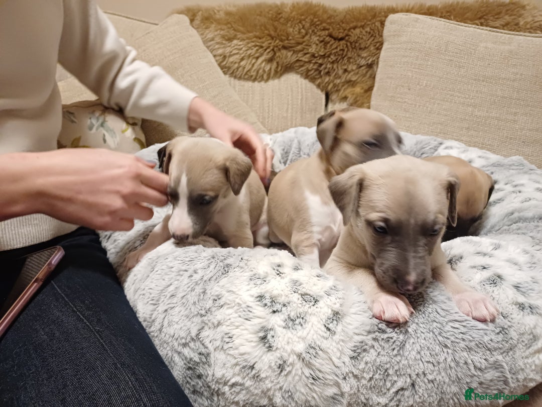 Whippet dogs for sale: KC  REG WHIPPET PUPS - Advert 14