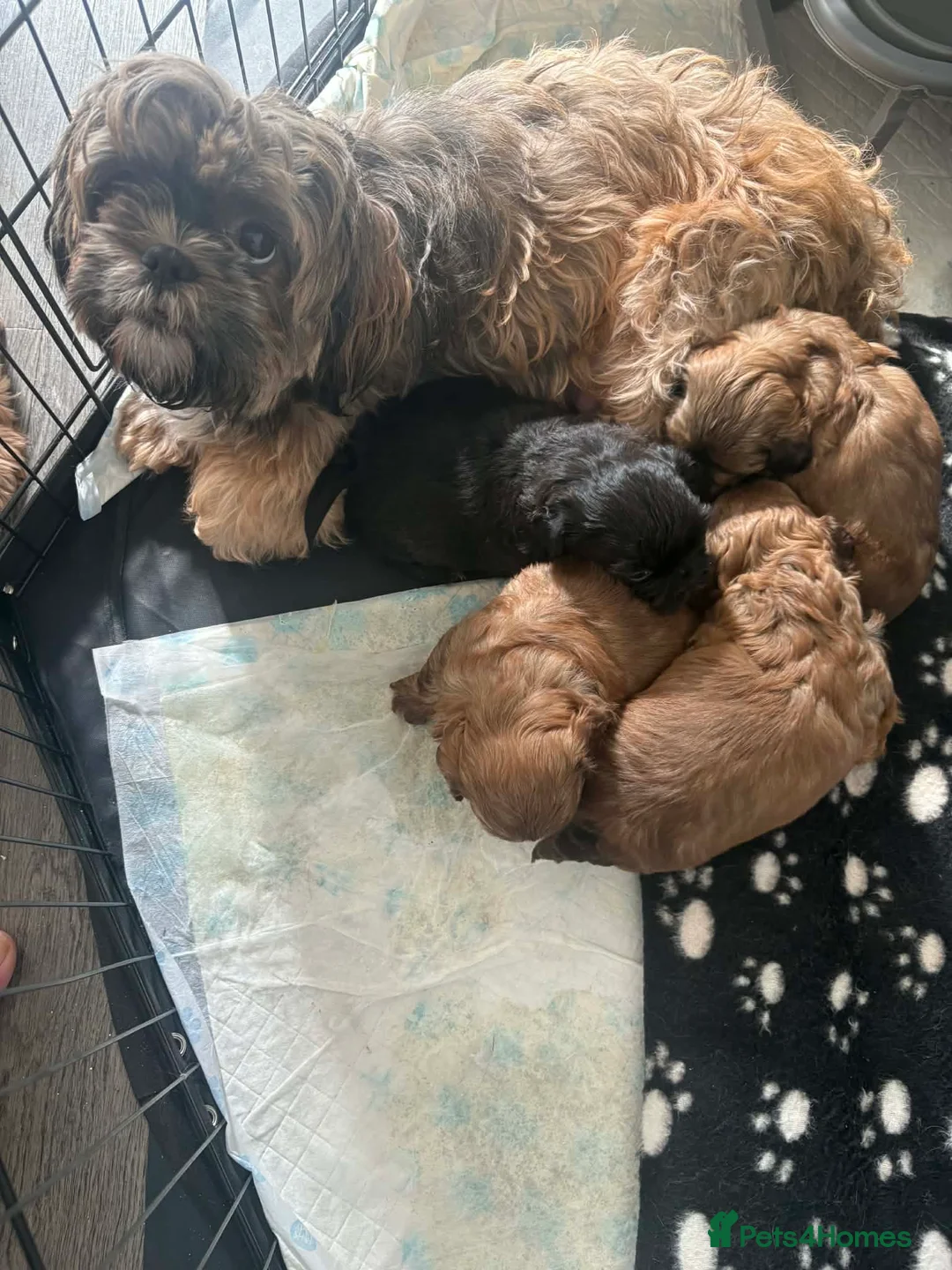 Shih Tzu dogs for sale: Shih Tzu 2 boys 2 girls.£700  - Advert 1