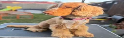 Cocker Spaniel dogs for stud: Kc registered show type cocker spaniel  in Bradford - Advert 1