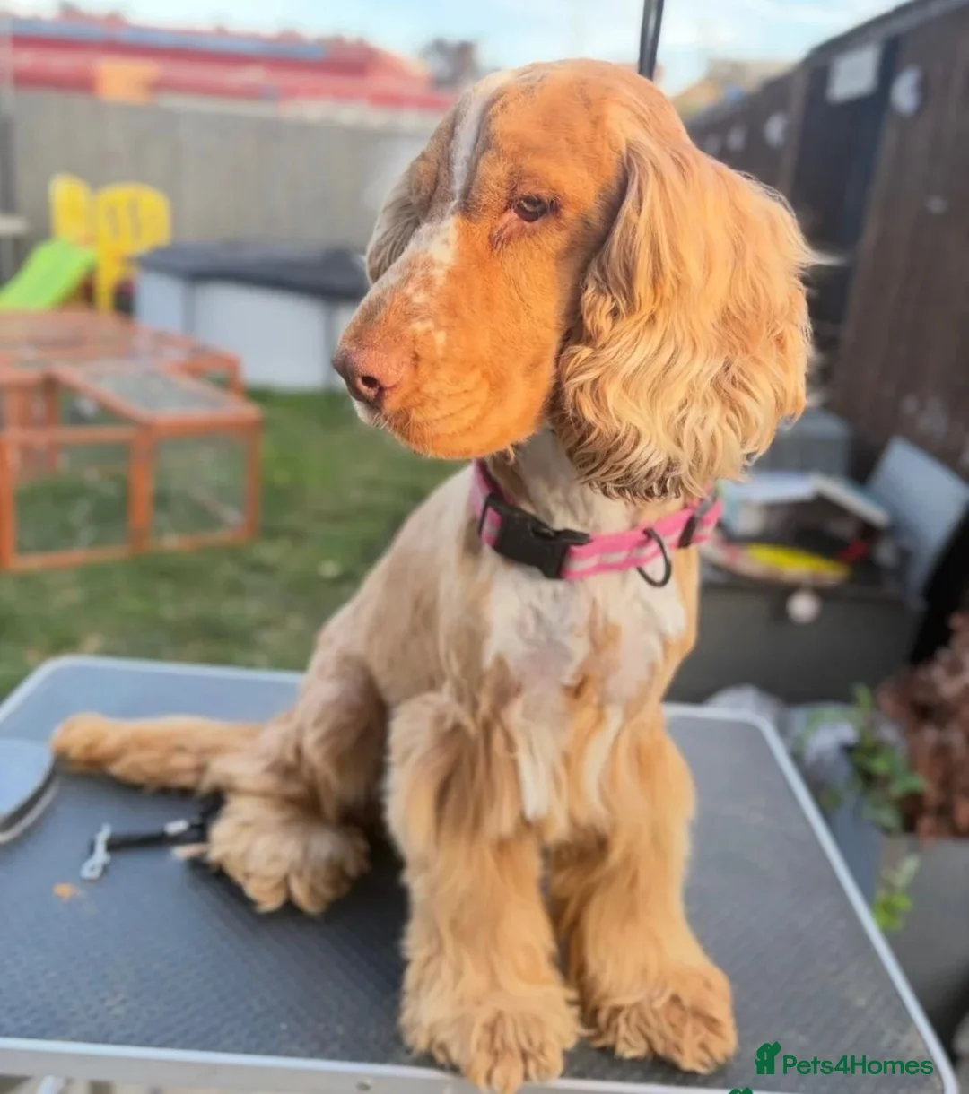Cocker Spaniel dogs for stud: Kc registered show type cocker spaniel  in Bradford - Advert 1