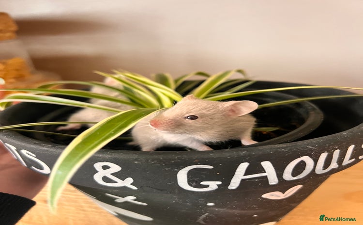 Hamster rodents - Advert 1