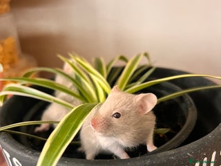 Hamster rodents - Advert 19