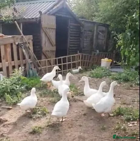 Ducks poultry - Advert 1