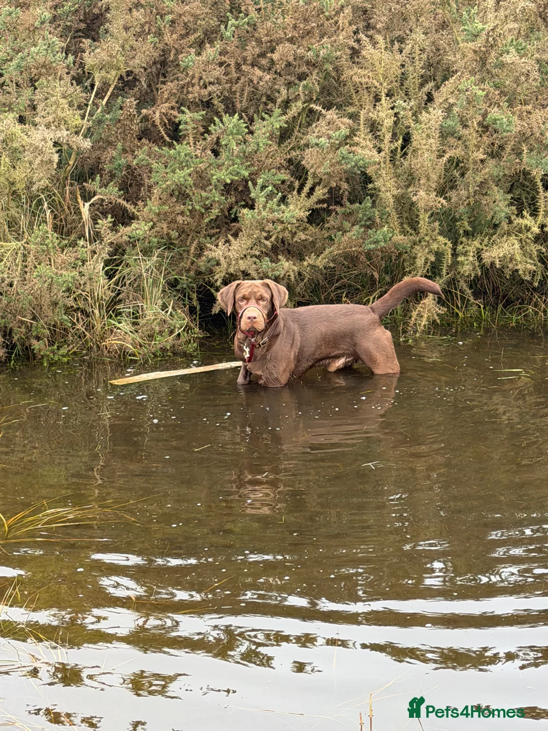 Labrador Retriever dogs for sale: Male chocolate Labrador  - Advert 4