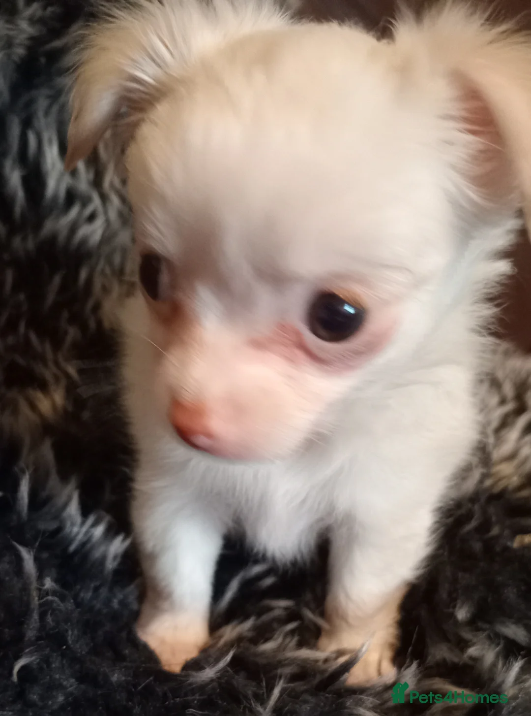 Chihuahua dogs for sale: Chihuahua long coat puppies in Peterborough - Advert 5