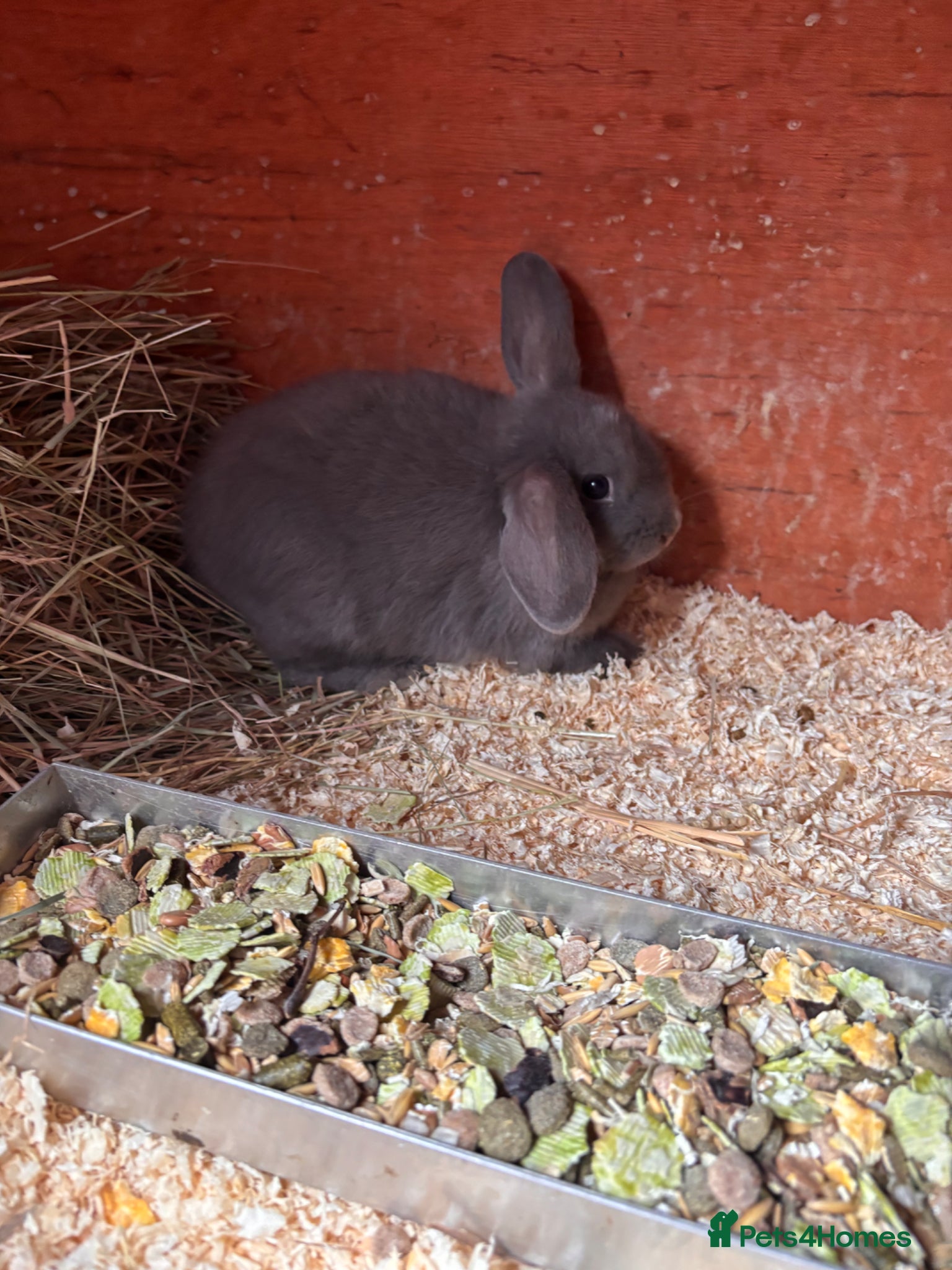 Mini Lop rabbits for sale: 2 beautiful baby’s rabbits for sale  - Advert 11