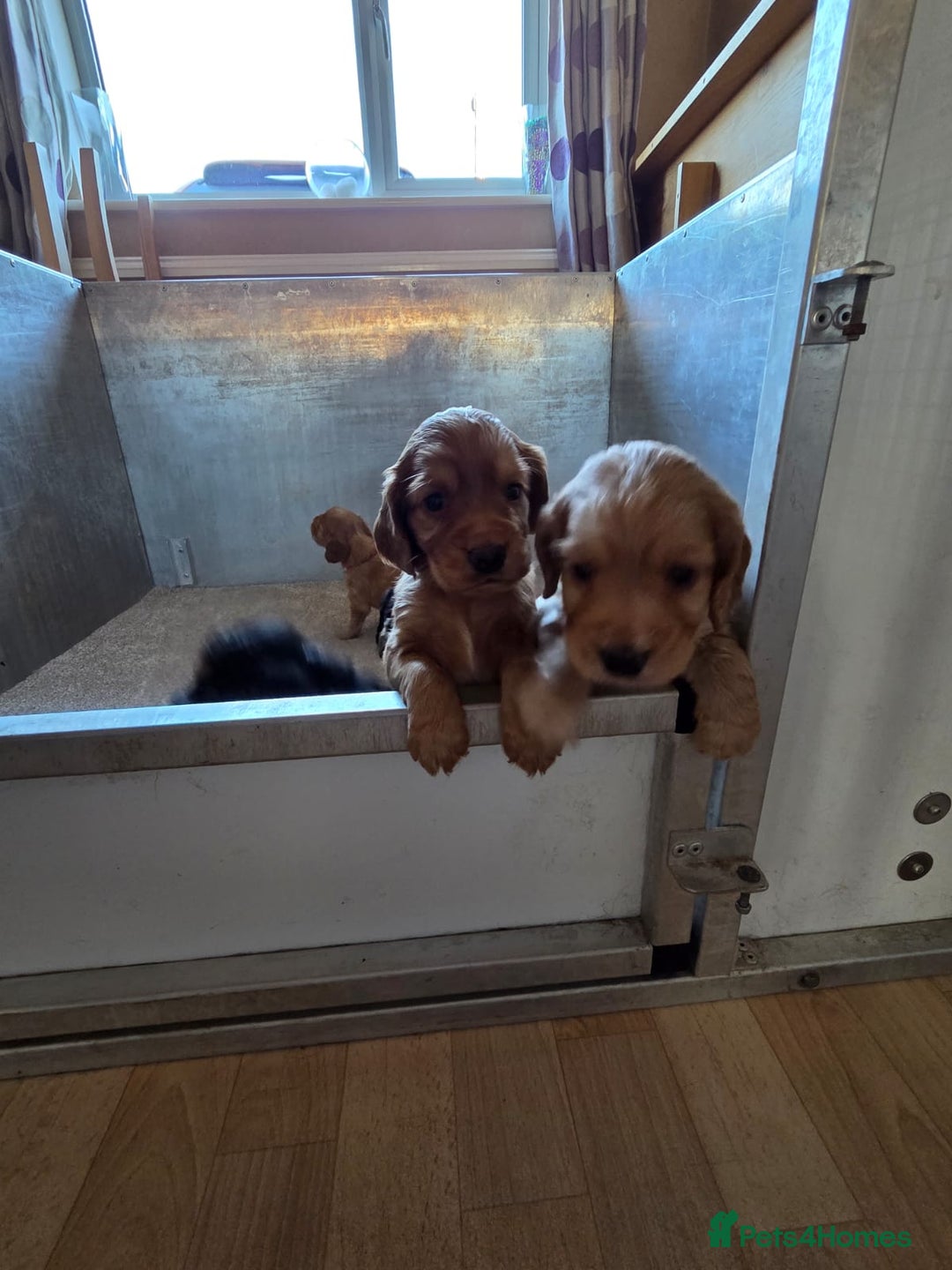 Cocker Spaniel dogs for sale: working cocker spaniels - Advert 2