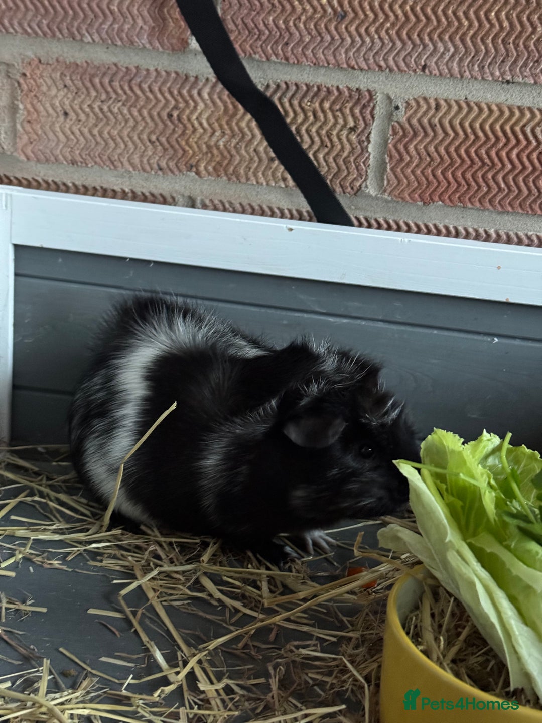 Guinea Pig rodents for sale: 2 x female guinea pigs - Advert 4