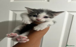 Mixed Breed cats for sale: ready to go  - Image 3