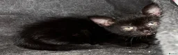 Mixed Breed cats for sale: 5 kittens ready for there forever homes - Advert 6