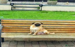 Pug dogs for sale: 2 x Apricot males - Image 6