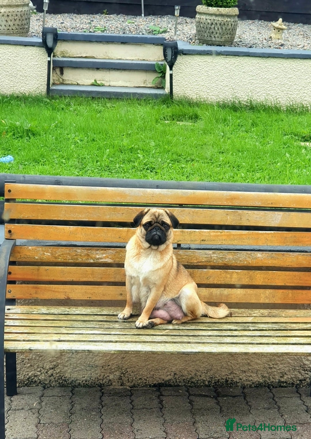 Pug dogs for sale: 2 x Apricot males - Image 6