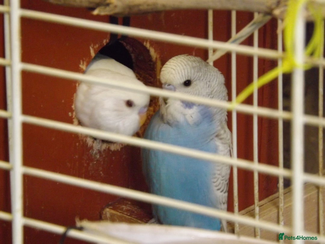 Cockatiels birds for sale: 5* Rehoming of all birds  - Image 7