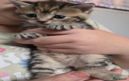 Mixed Breed cats for sale: Kittens - Mixed Breed  - Image 8