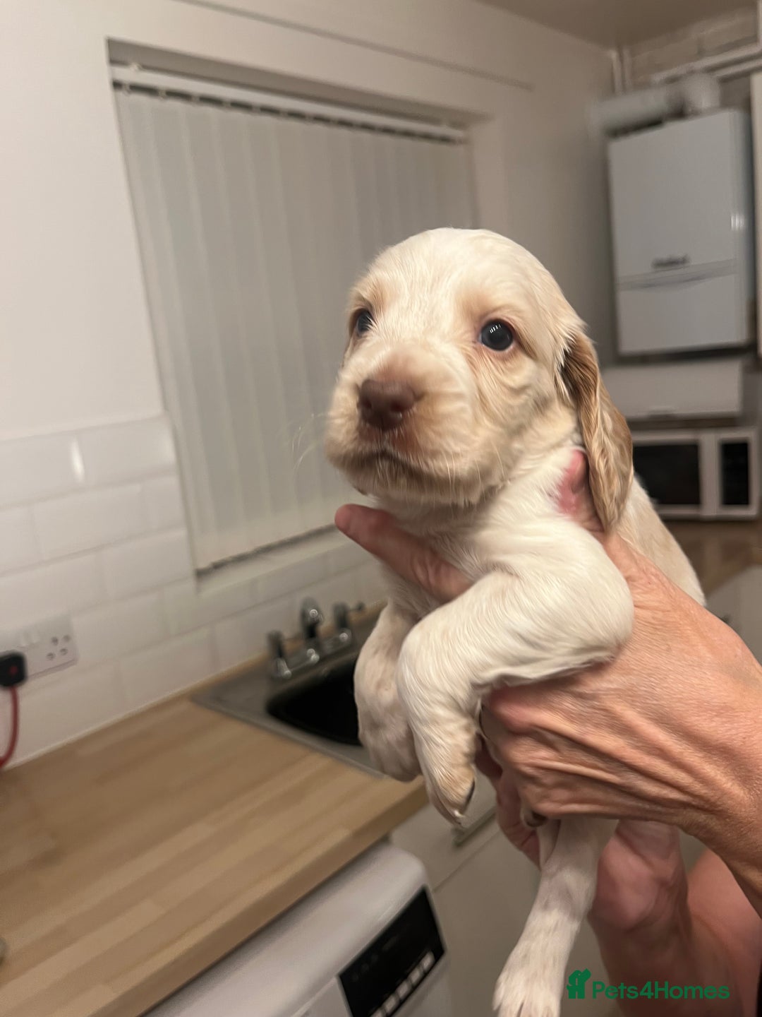 Cocker Spaniel dogs for sale: BEAUTIFUL COCKER SPANIEL PUPS - Advert 21