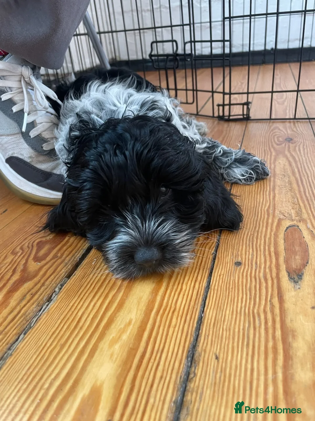 Cockapoo dogs for sale: 🐾 Last Beautiful Cockapoo Girl 🐾 - Advert 8