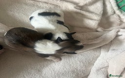 Shih Tzu dogs for sale: 5 Beautiful shihtzu  puppies for sale 2xM 3xF - Image 14