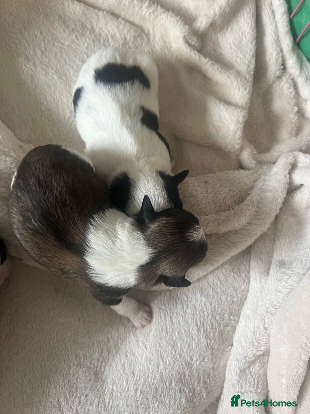 Shih Tzu dogs for sale: 5 Beautiful shihtzu  puppies for sale 2xM 3xF - Image 14