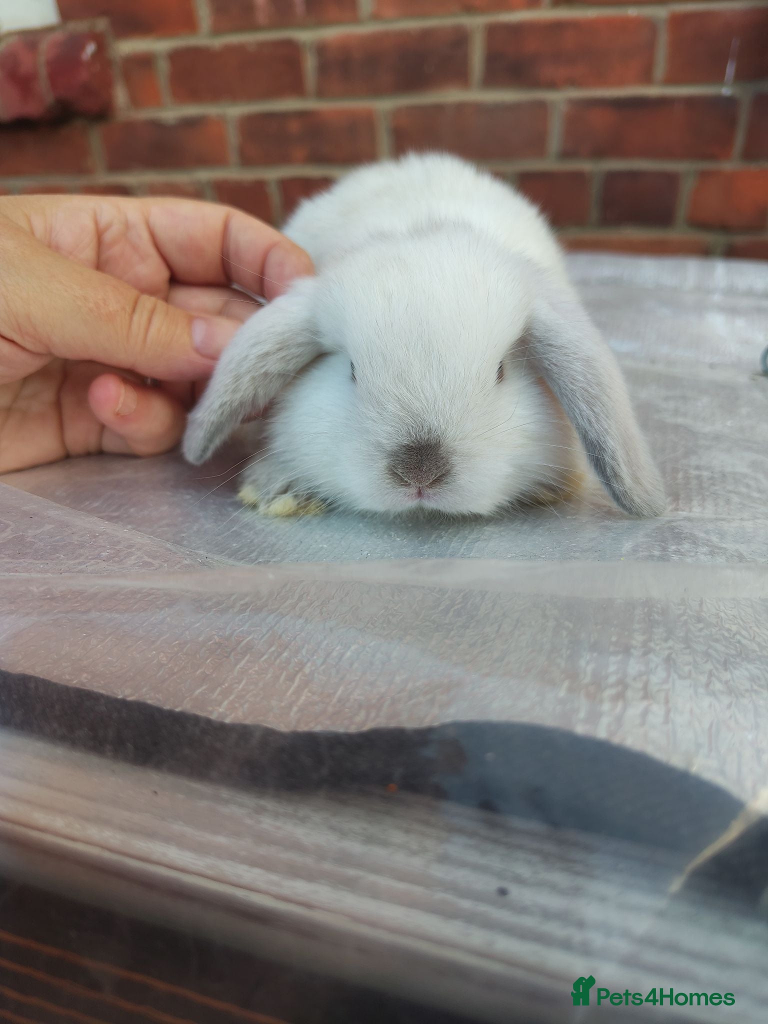 Mini Lop rabbits Beautiful bunnies - Advert 18