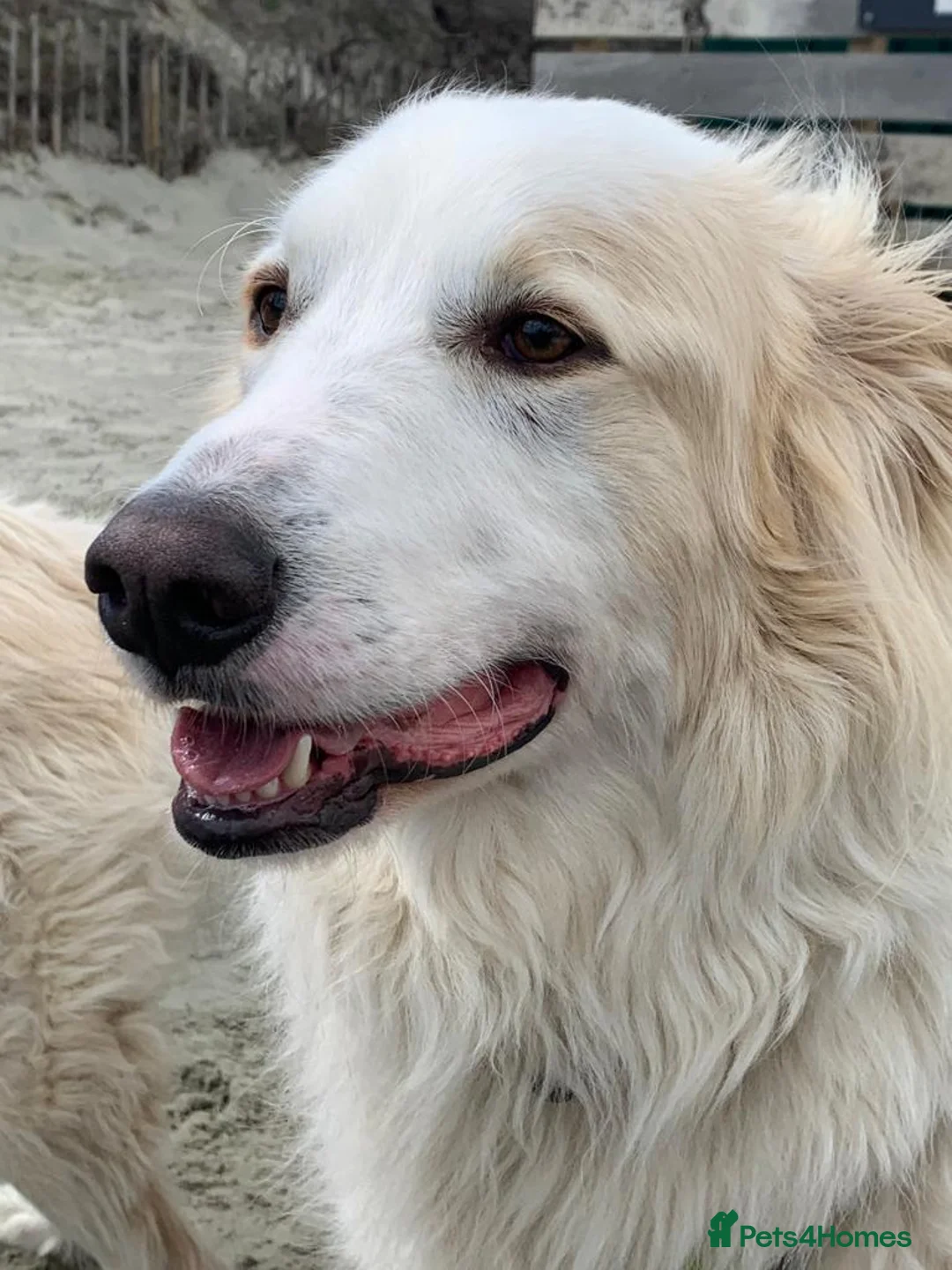 Mixed Breed dogs for sale: Benny looking for a new home - Advert 6