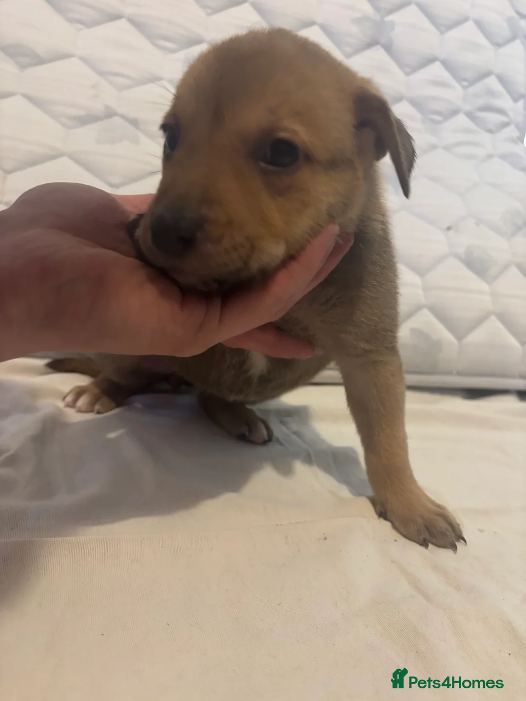 Mixed Breed dogs for sale: Puppies for sale  - Advert 4