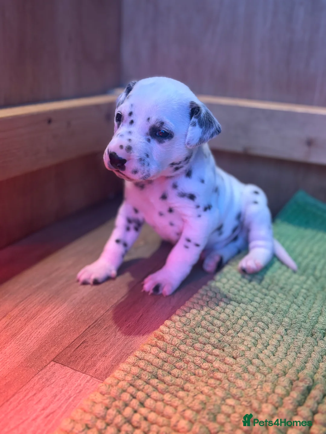 Dalmatian dogs for sale: Dalmatians BOY Left  - Advert 11