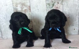 Cocker Spaniel dogs for sale: Well socialised Pedigree Cocker pups - Image 20