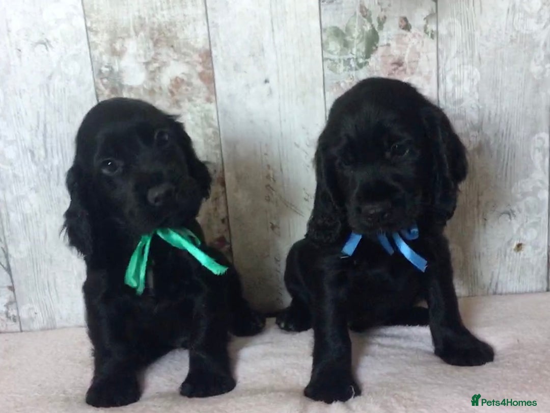 Cocker Spaniel dogs for sale: Well socialised Pedigree Cocker pups - Image 20