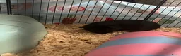 Guinea Pig rodents for sale: Bonded pair + five babies in Wrexham - Advert 3