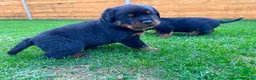 Rottweiler dogs for sale: KC Registered German Line Rottweiler Puppies 🐾🐾 - Advert 13