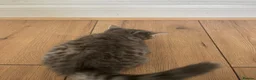 Mixed Breed cats for sale: Gray silver and tabby kittens for sale! - Advert 18