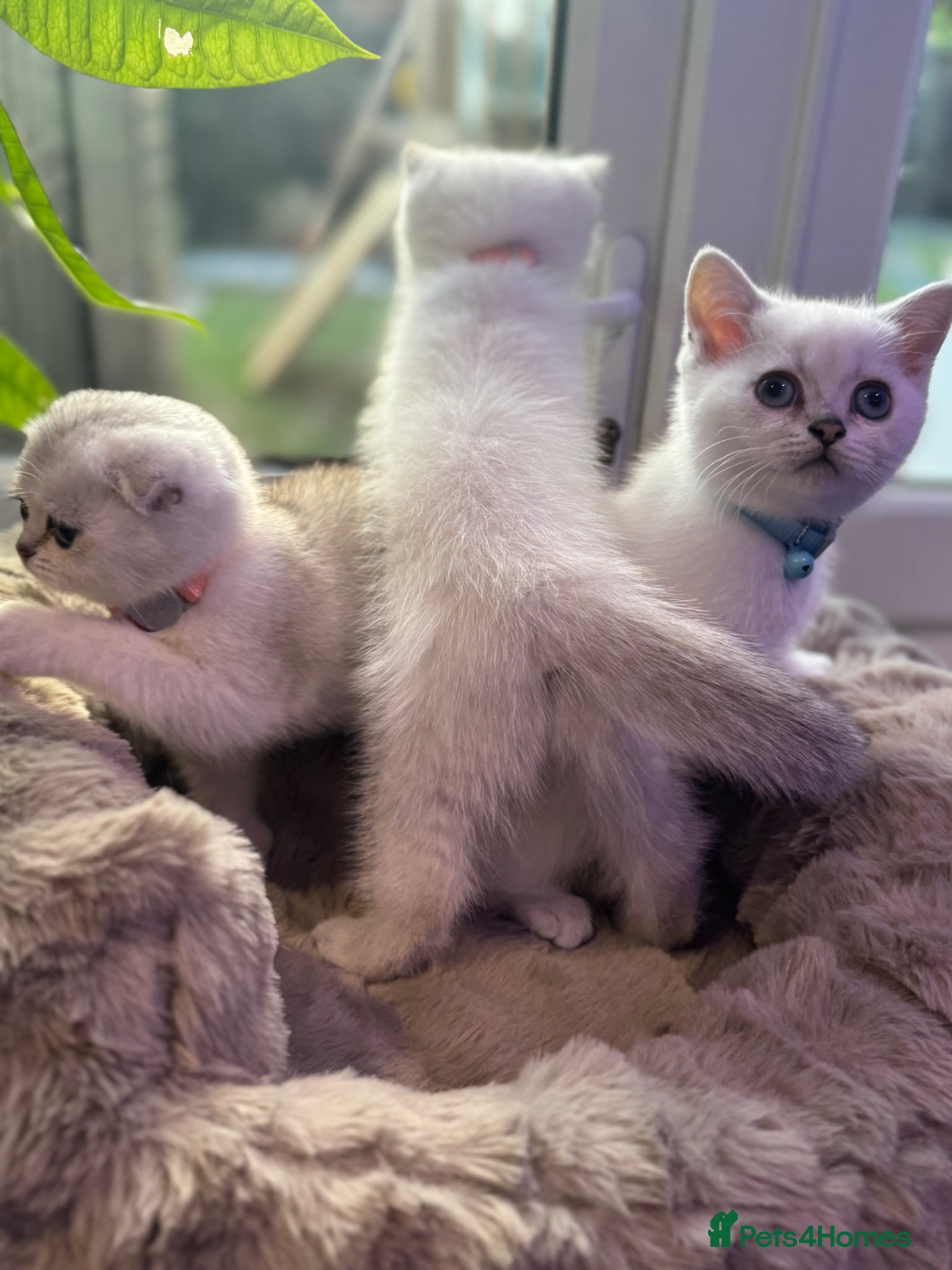 Scottish Fold cats Scottish Folds/straights white - ready to leave  - Advert 1