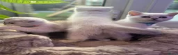 Scottish Fold cats for sale: British short hairs (Scottish straight) ready  - Advert 3