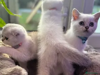 Scottish Fold cats Scottish Folds/straights white - ready to leave - Advert 1