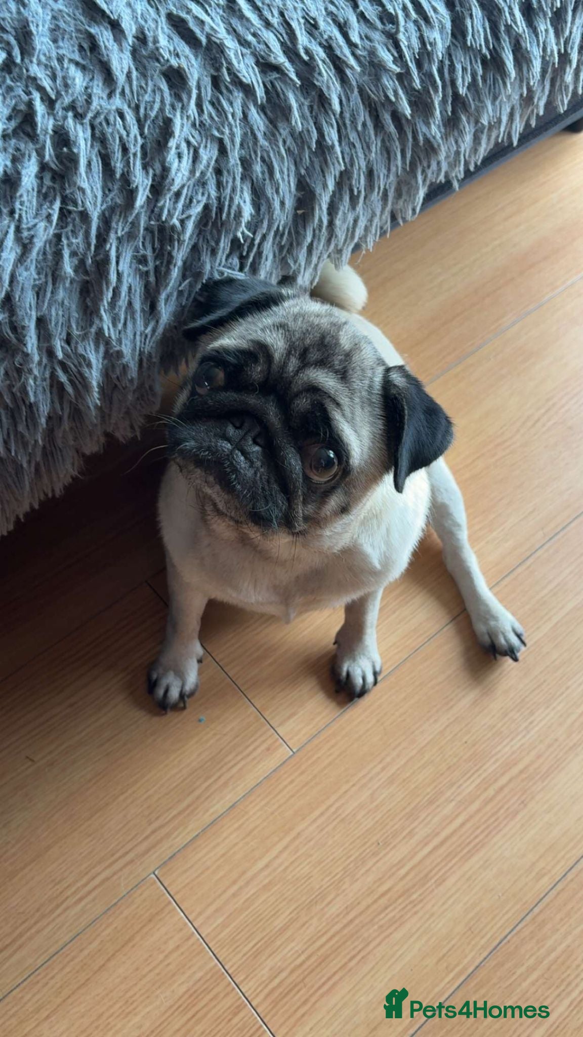 Pug dogs Loving female pug  - Advert 1