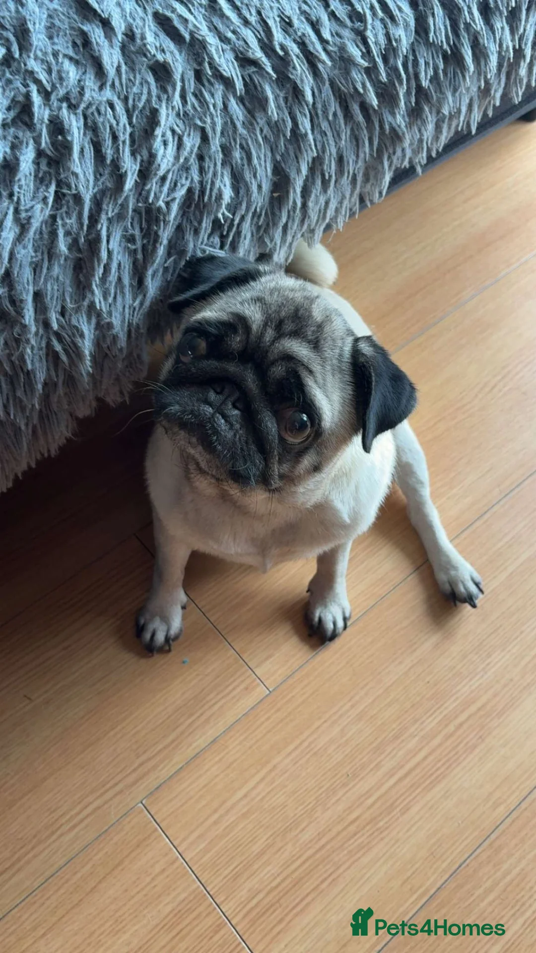 Pug dogs for sale: Loving female pug  in Mexborough - Advert 1