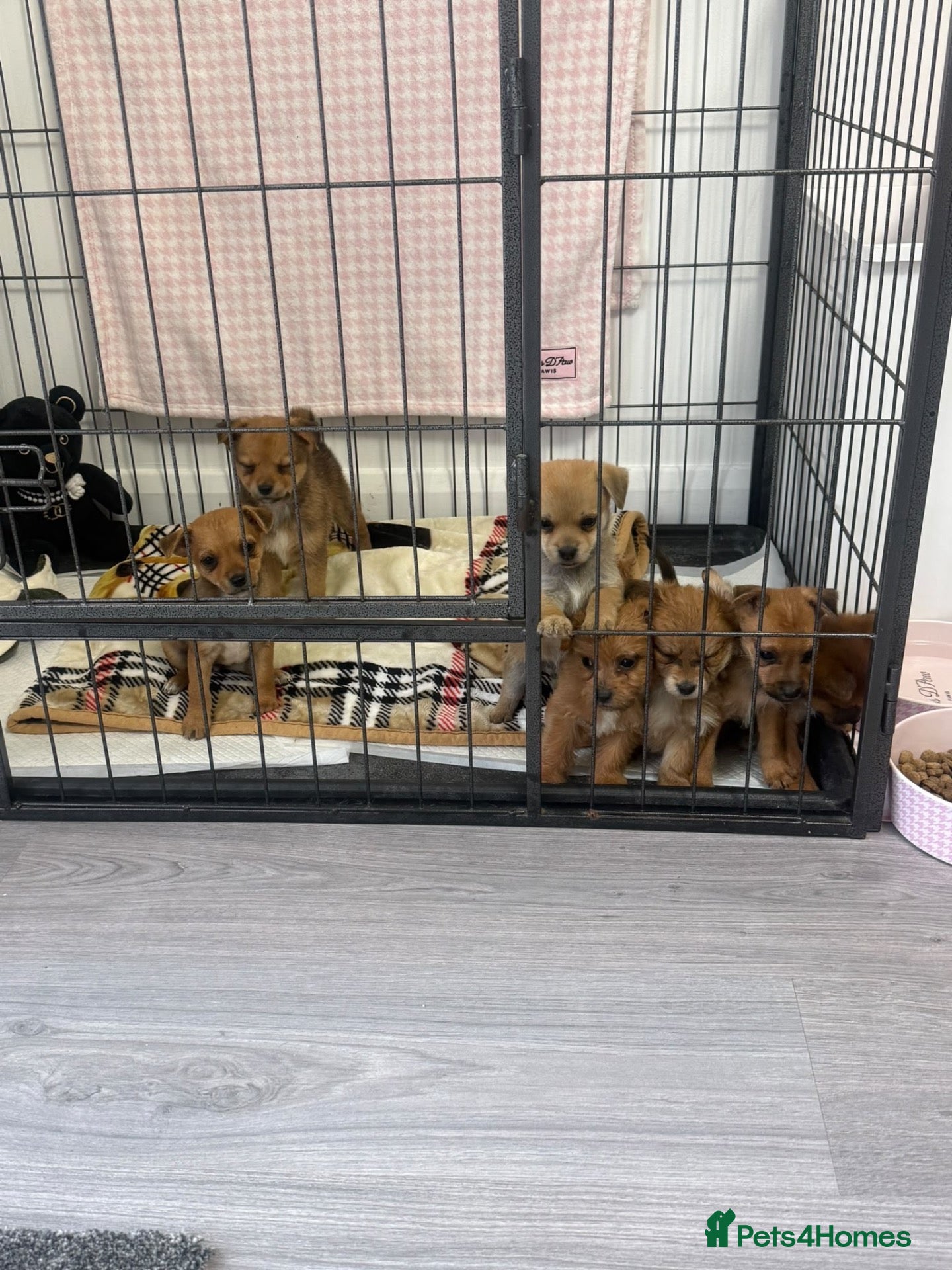 Mixed Breed dogs Norfolk terrier x Pomeranians READY NOW  - Advert 2