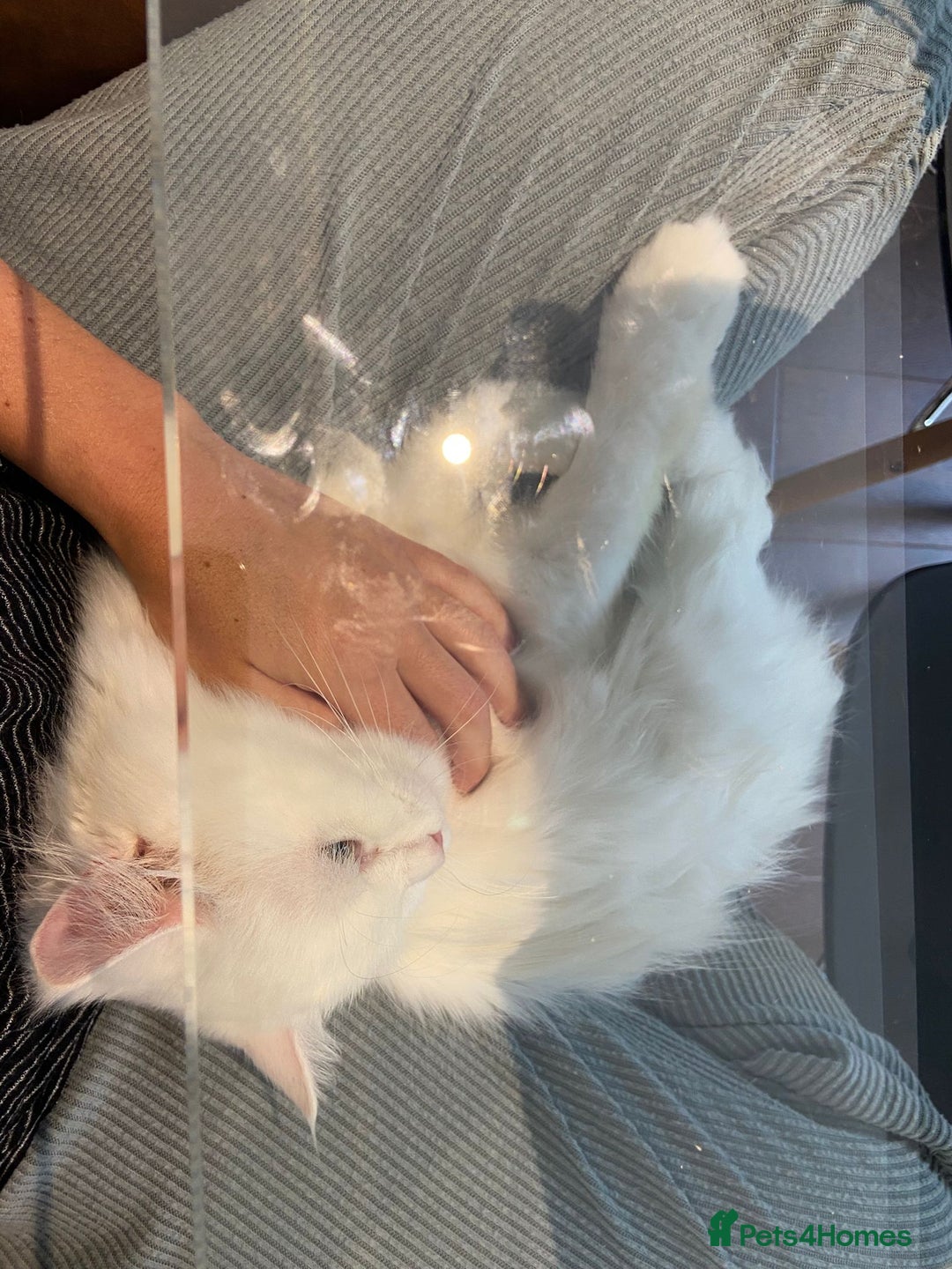 Mixed Breed cats for adoption: BLANCO ! ADORABLE AFFECTIONATE KITTEN NEUTERED - Image 10