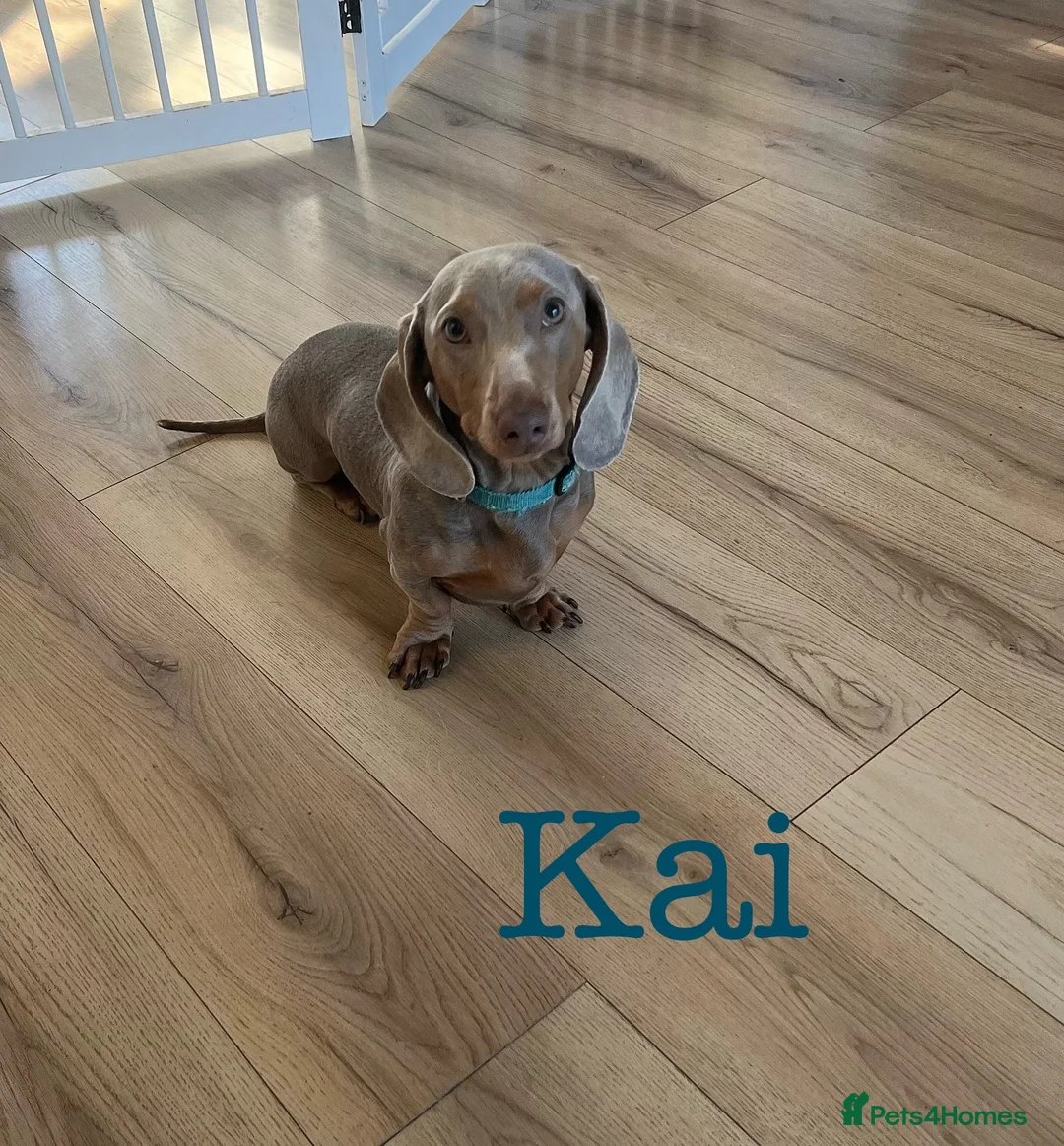 Miniature Dachshund dogs for stud: KC reg Isabella & Tan Stud! Free ovulation test in Stockton-on-Tees - Advert 4