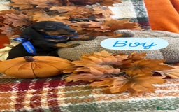 Dachshund dogs for sale: Beautiful dachshund puppies  - Image 4