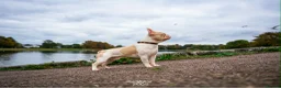 French Bulldog dogs for sale: Pink piebald French bulldog  - Advert 2
