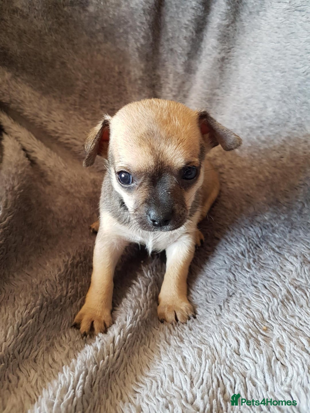 Chihuahua dogs for sale: Stunning Chihuahua pups, ready 2 August - Image 6