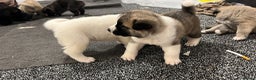 Akita dogs for sale: Akita puppies  - Advert 7