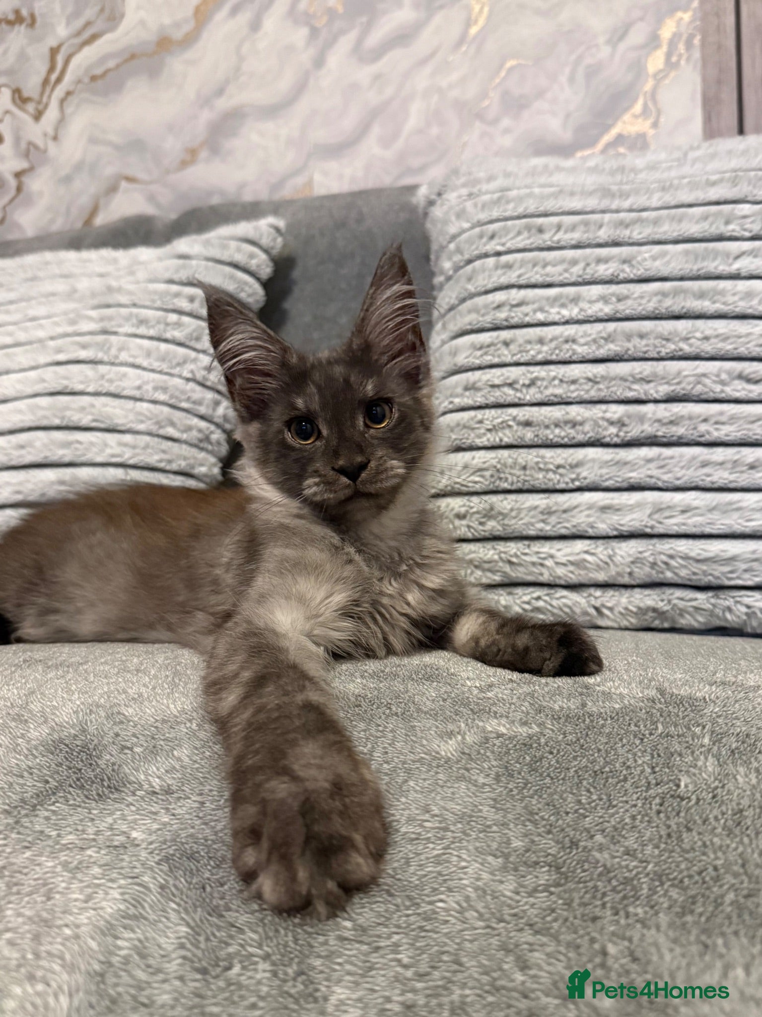 Maine Coon cats ✨ Only One Stunning Maine Coon Girl Available ✨ - Advert 2