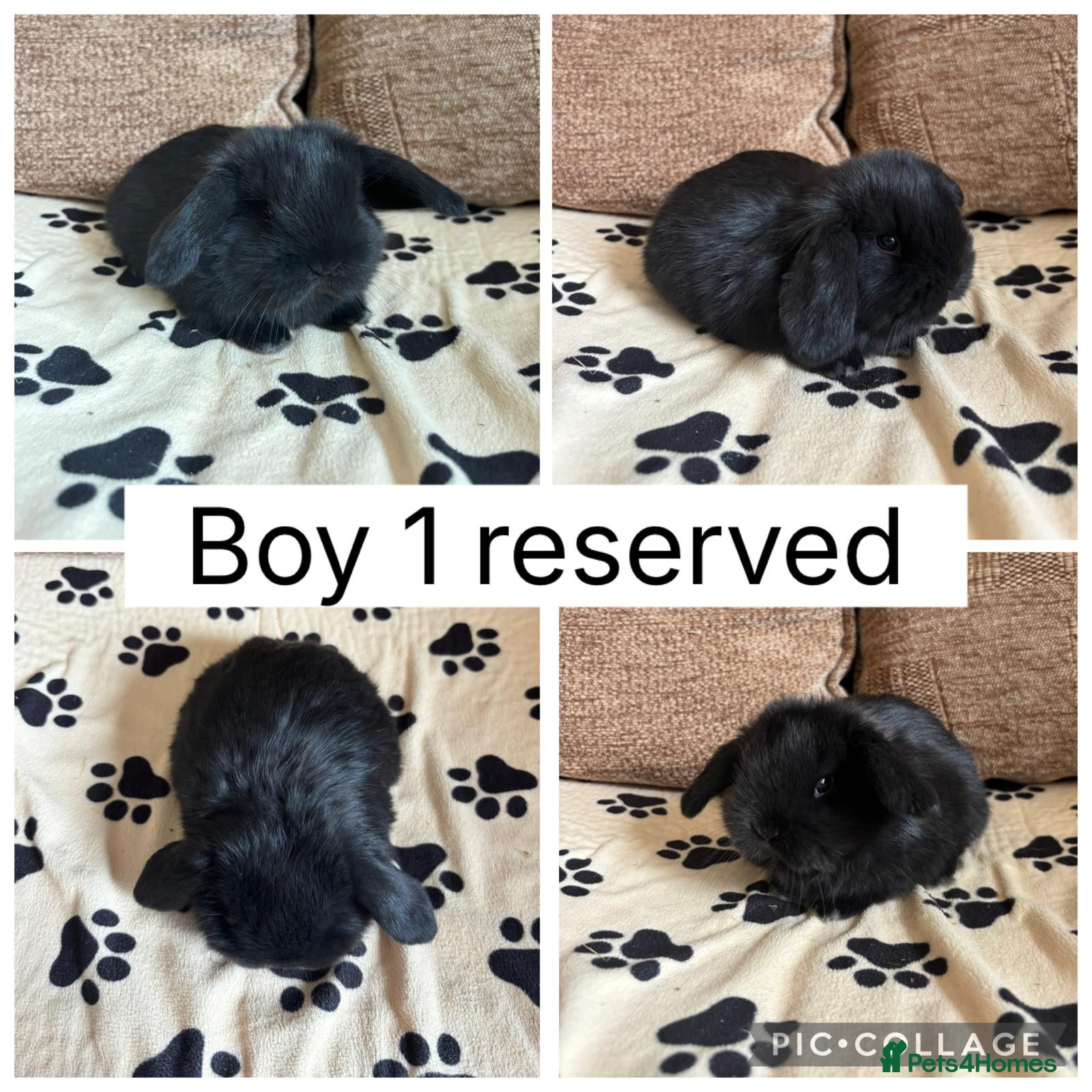 Mini Lop rabbits *RESERVED* 1 baby mini lop ready to reserve - Advert 18