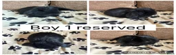 Mini Lop rabbits for sale: *RESERVED* 1 baby mini lop ready to reserve - Advert 1