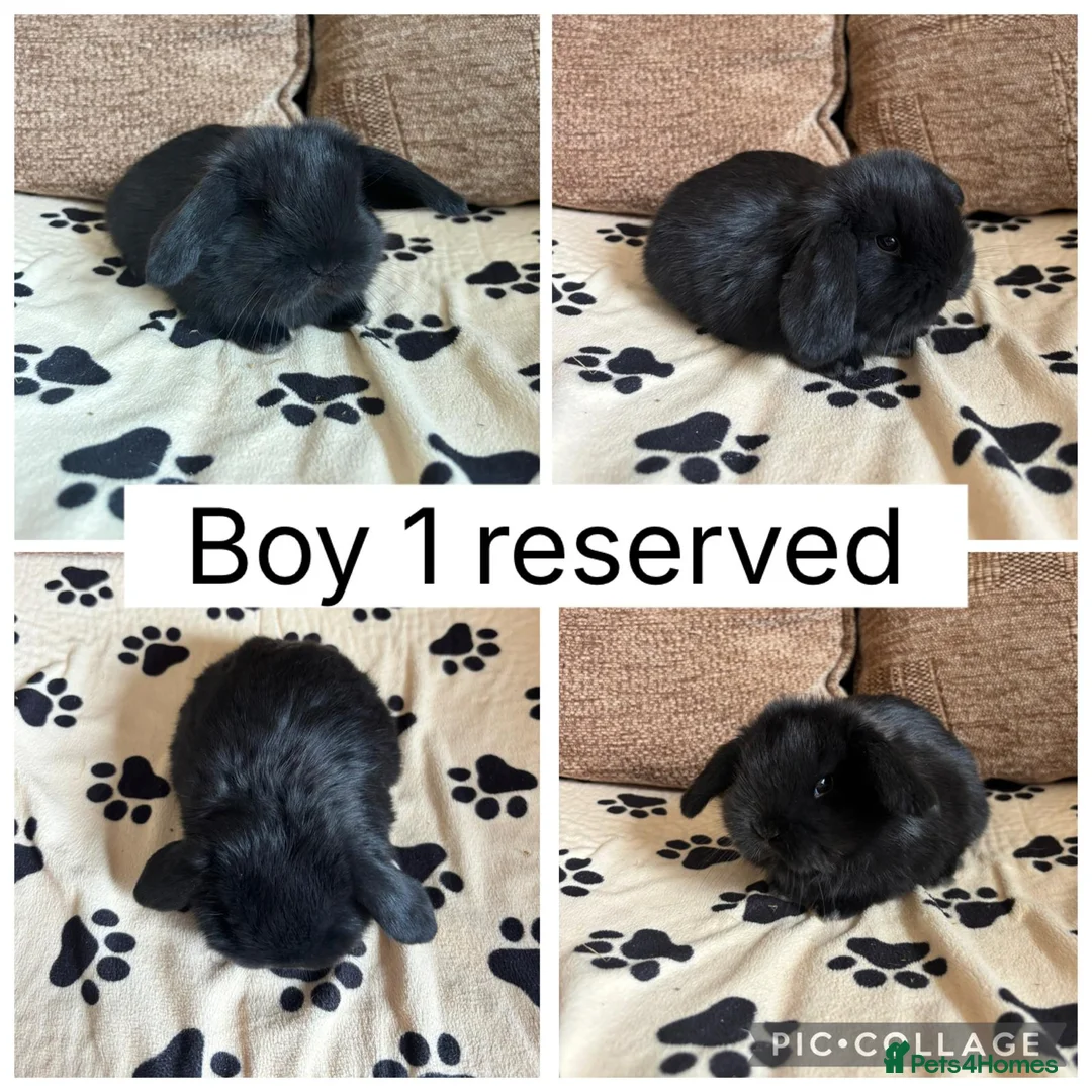 Mini Lop rabbits for sale: *RESERVED* 1 baby mini lop ready to reserve - Advert 1